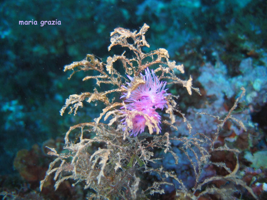 Flabellina affinis